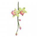 Orchidea Cymbidium Small - set 2 tagliapasta inox